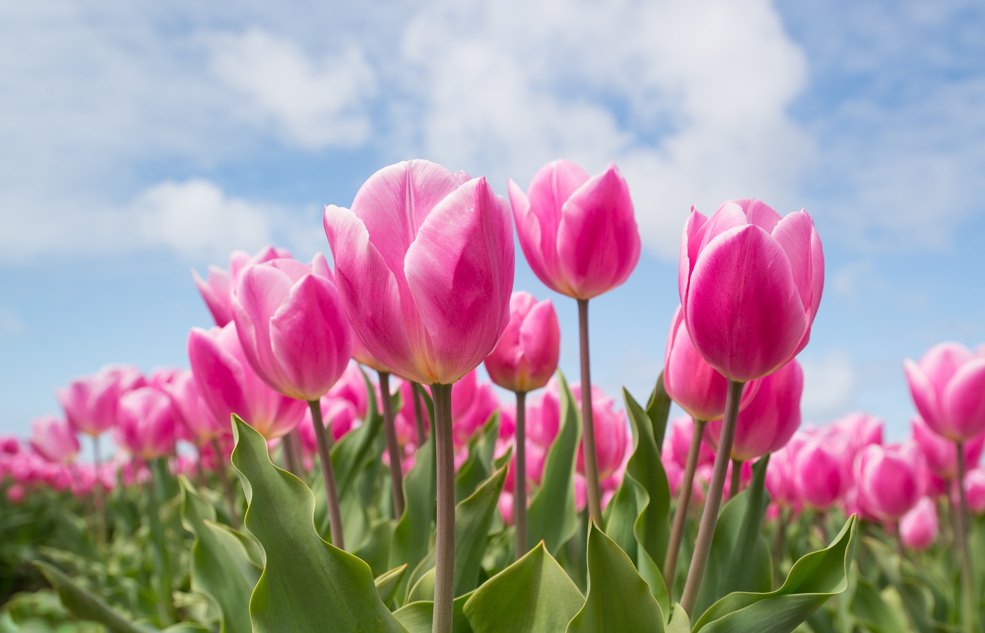 Tulpen
